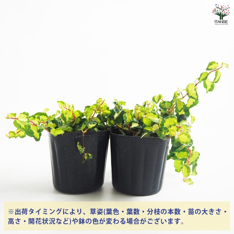 プミラ　苗　月光　フィカス 模様入り　宿根草 多年草　観葉植物 観葉植物 フィカス プミラ 月夜の光 3号/1個売り リビング オフィス
