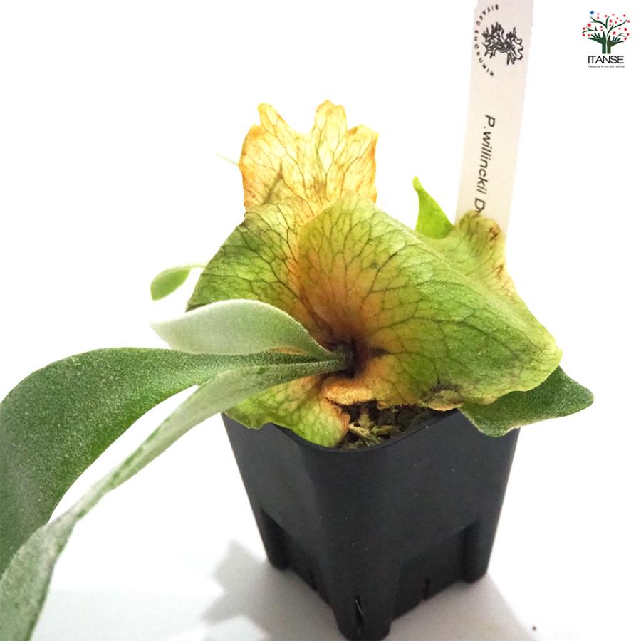 P.willinckii Dwarf Nook spore〟, コンパクトにウィーリンキーの魅力