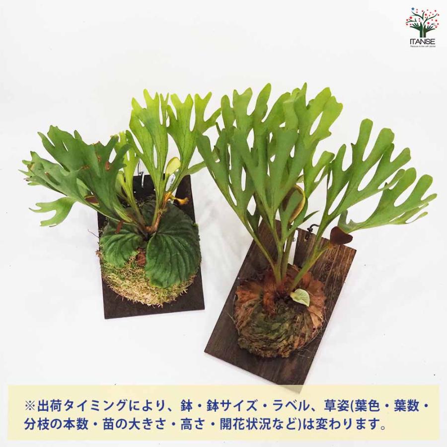 コウモリラン リドレイ ワイルド板付き 観葉植物 なし/1個売り