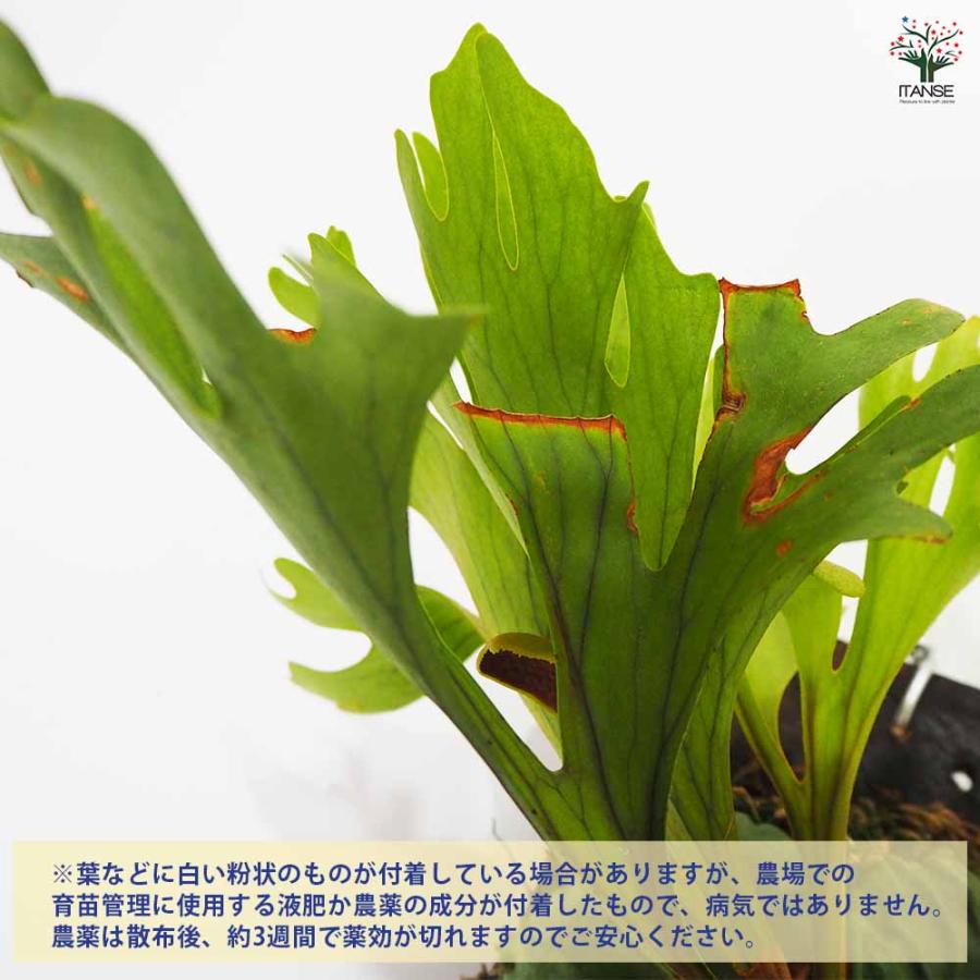 コウモリラン リドレイ ワイルド板付き 観葉植物 なし/1個売り