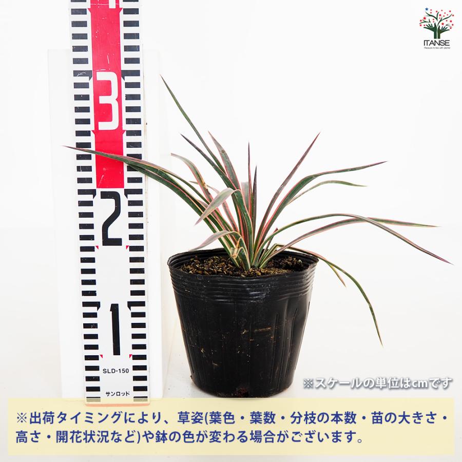 観葉植物 ユッカ アロイフォリア 5号/1個売り リビング オフィス 事務