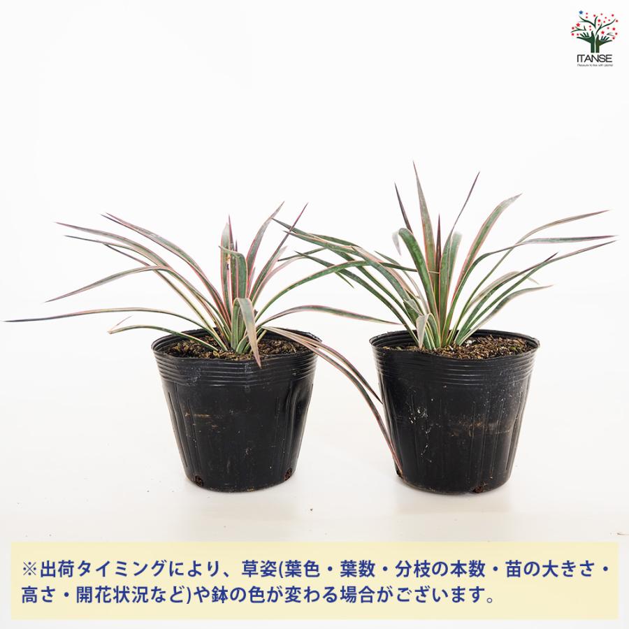 観葉植物 ユッカ アロイフォリア 5号/1個売り リビング オフィス 事務