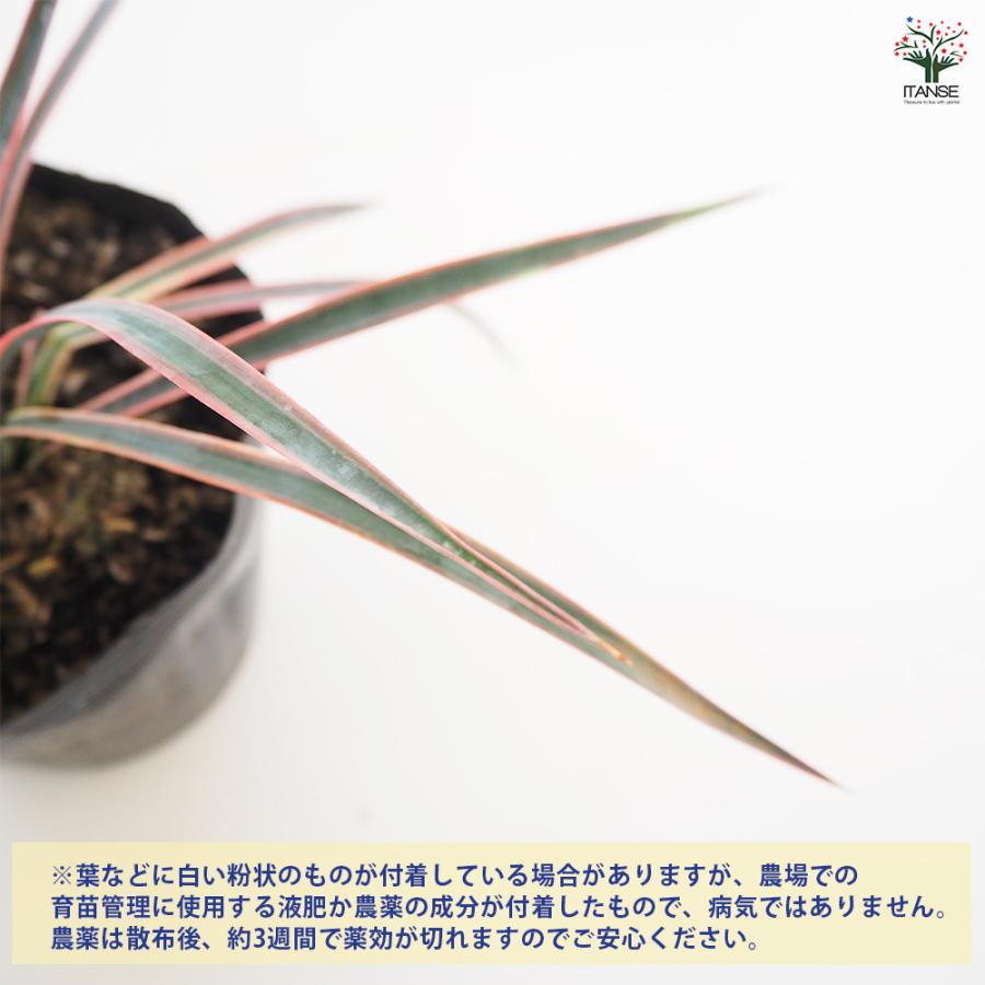 観葉植物 ユッカ アロイフォリア 5号/1個売り リビング オフィス 事務