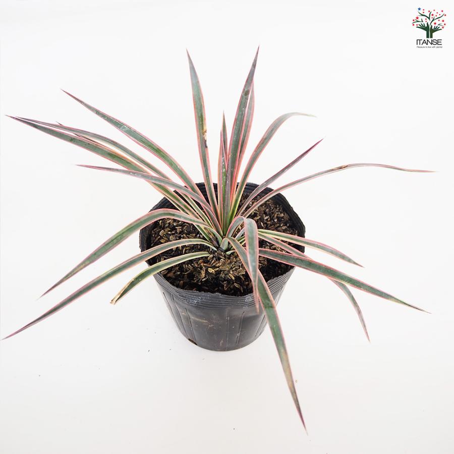 観葉植物 ユッカ アロイフォリア 5号/1個売り リビング オフィス 事務