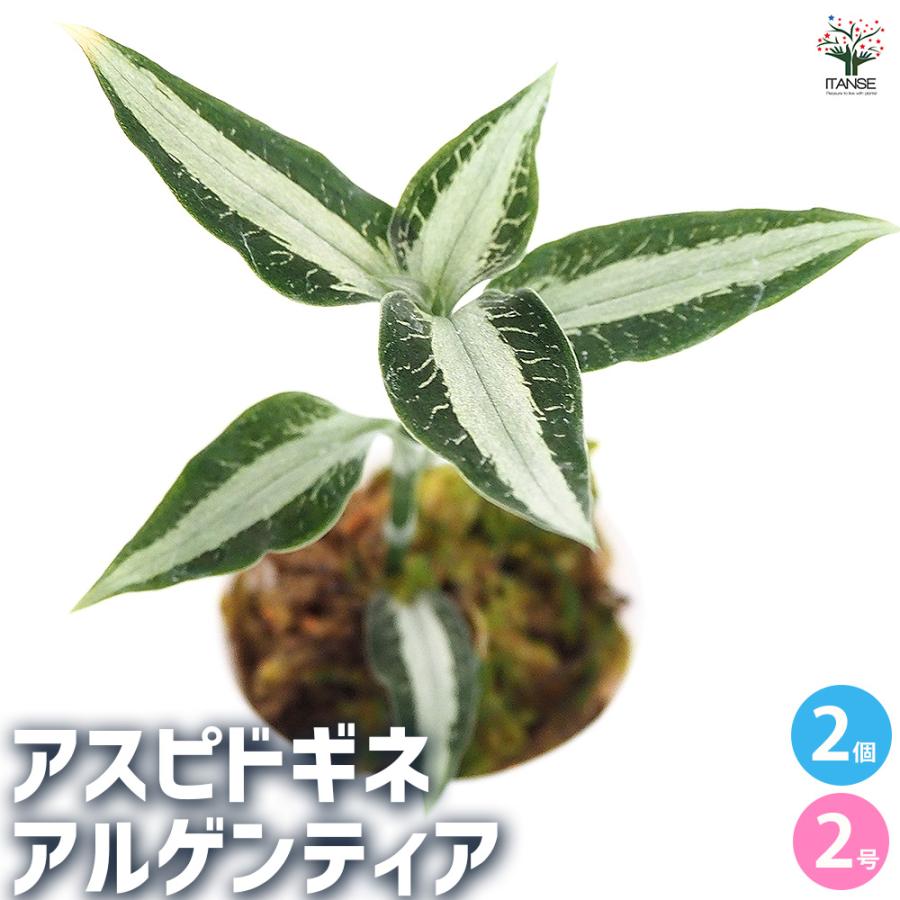 観葉植物 アスピドギネ アルゲンティア 2号/お買い得2個セット
