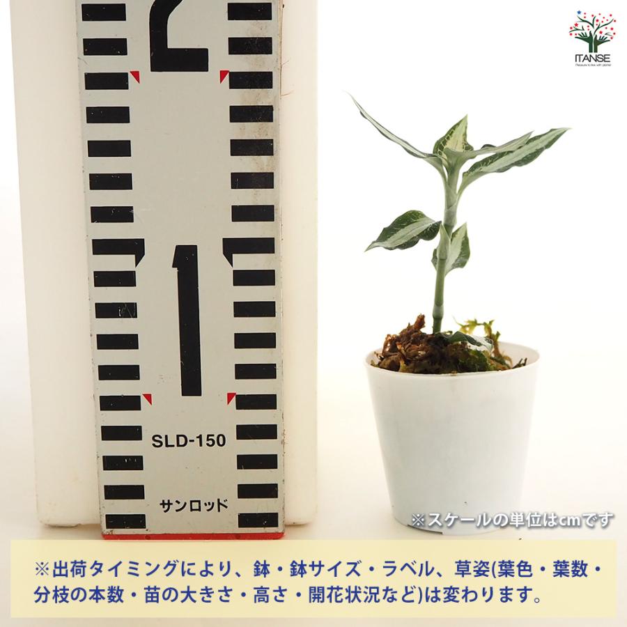 観葉植物 アスピドギネ アルゲンティア 2号/お買い得2個セット