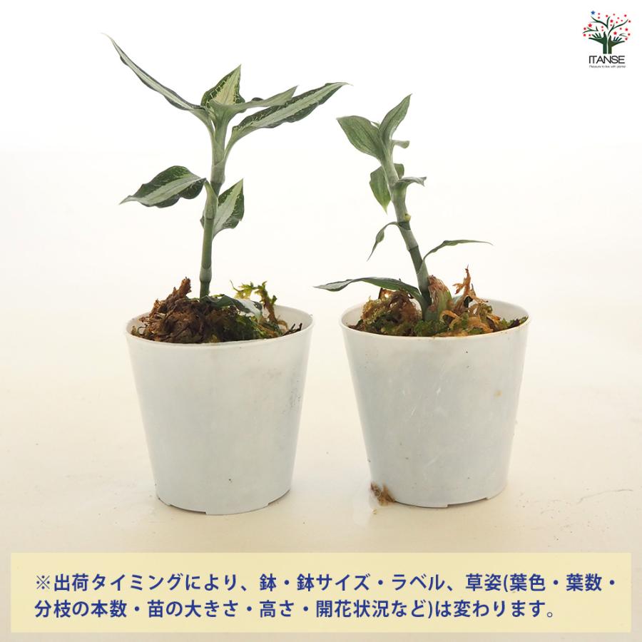 観葉植物 アスピドギネ アルゲンティア 2号/お買い得2個セット