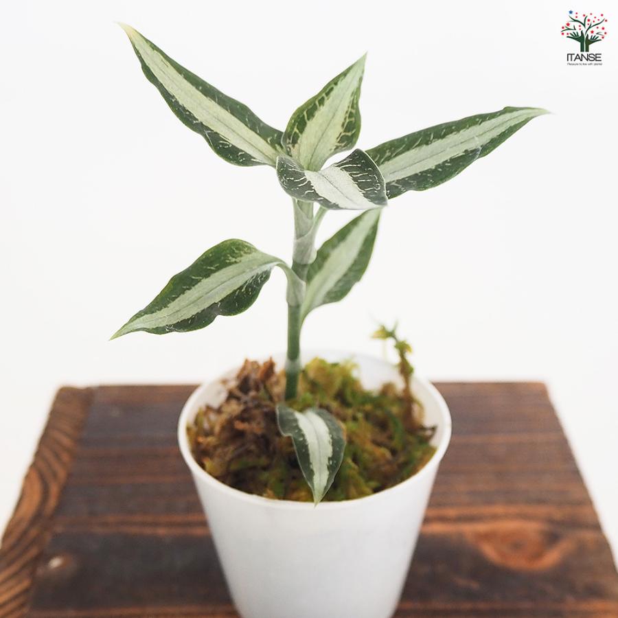 観葉植物 アスピドギネ アルゲンティア 2号/お買い得2個セット