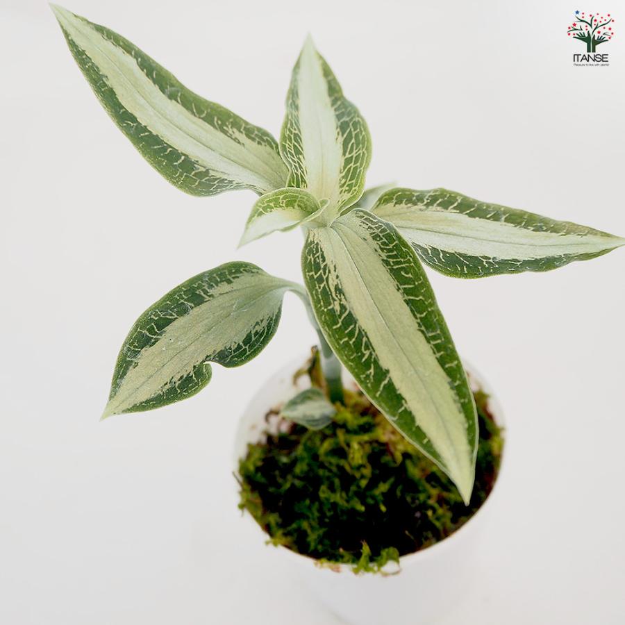 観葉植物 アスピドギネ アルゲンティア 2号/お買い得2個セット