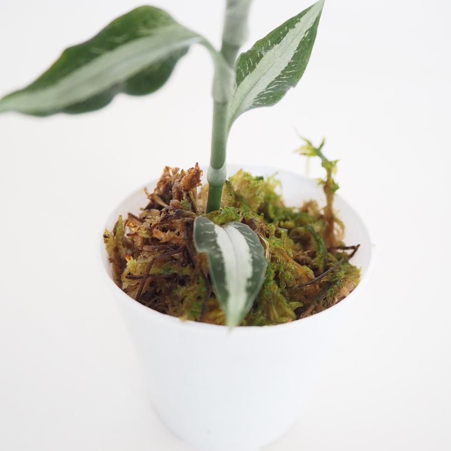 観葉植物 アスピドギネ アルゲンティア 2号/お買い得2個セット