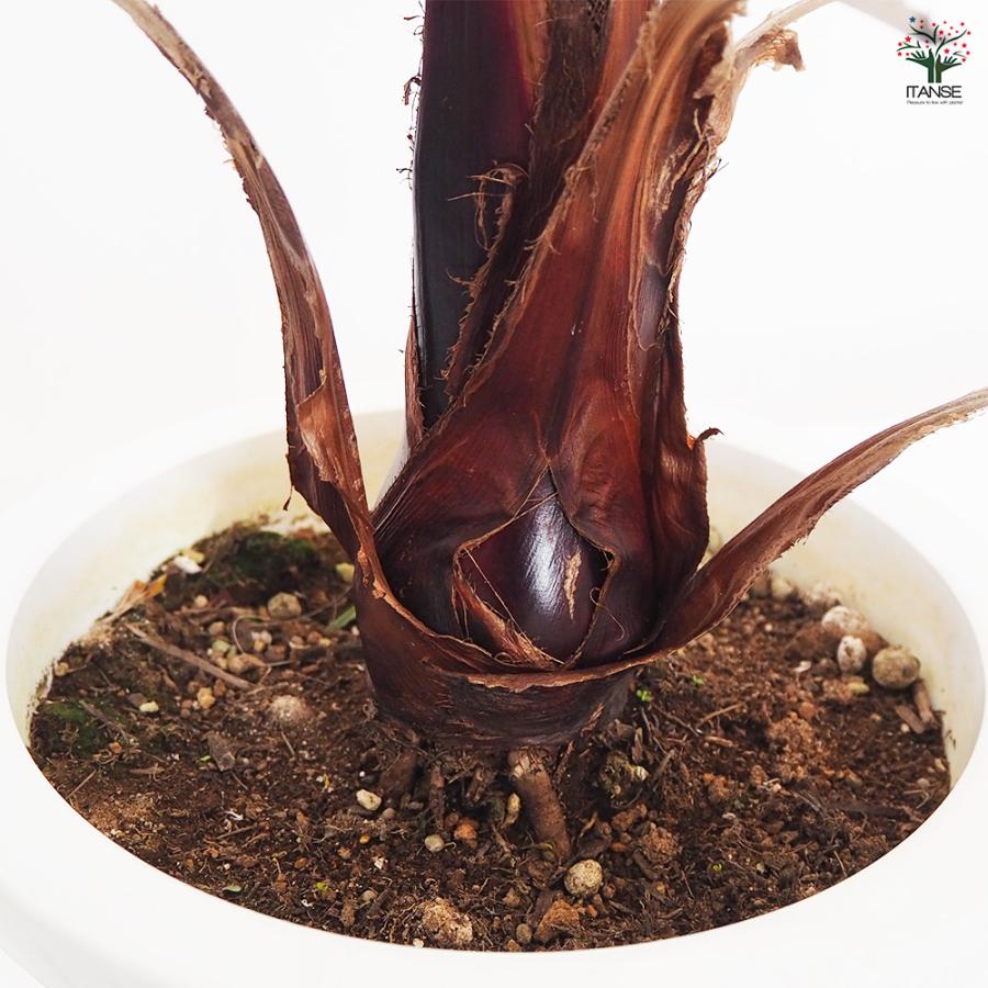観葉植物 ワシントンヤシ 8号/1個売り リビング オフィス 事務所