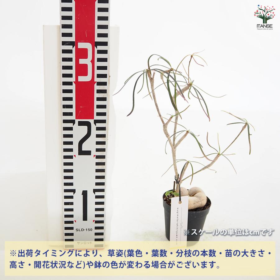 ユーフォルビア ヘディオトイデス 観葉植物 2.5号/1個売り 花苗 お花