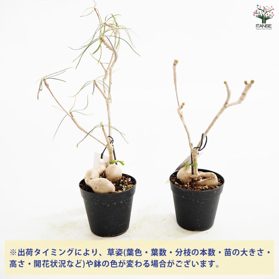 ユーフォルビア ヘディオトイデス 観葉植物 2.5号/1個売り 花苗 お花