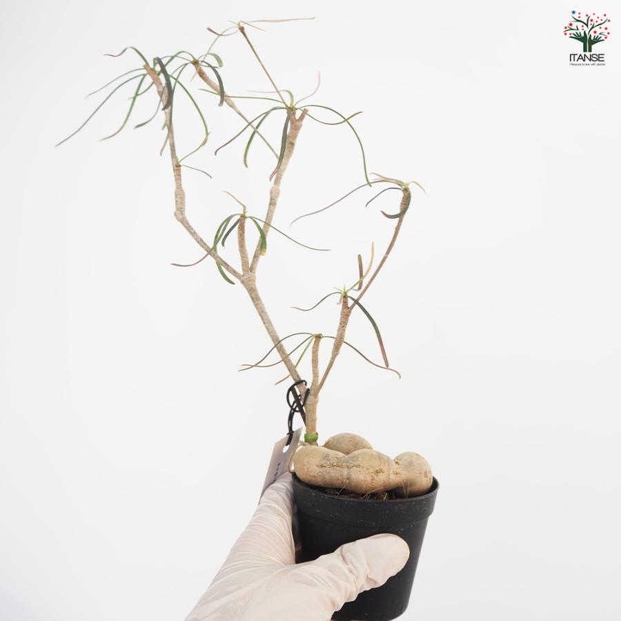 ユーフォルビア ヘディオトイデス 観葉植物 2.5号/1個売り 花苗 お花