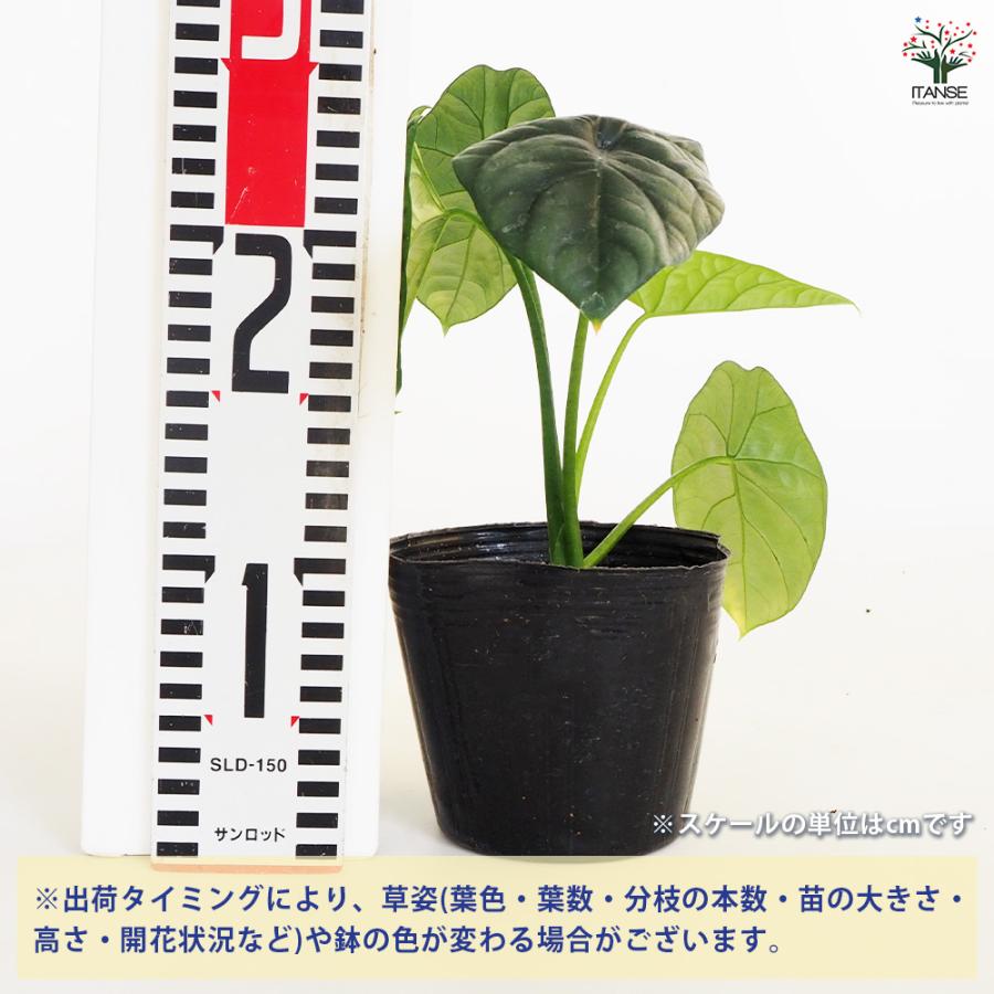 観葉植物 アロカシア シヌアータ 4号/1個売り リビング オフィス 事務