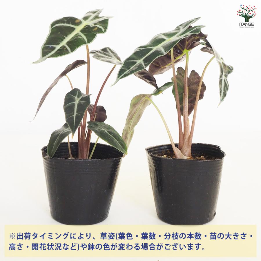 観葉植物 アロカシア アマゾニカ ポリー 4号/1個売り リビング