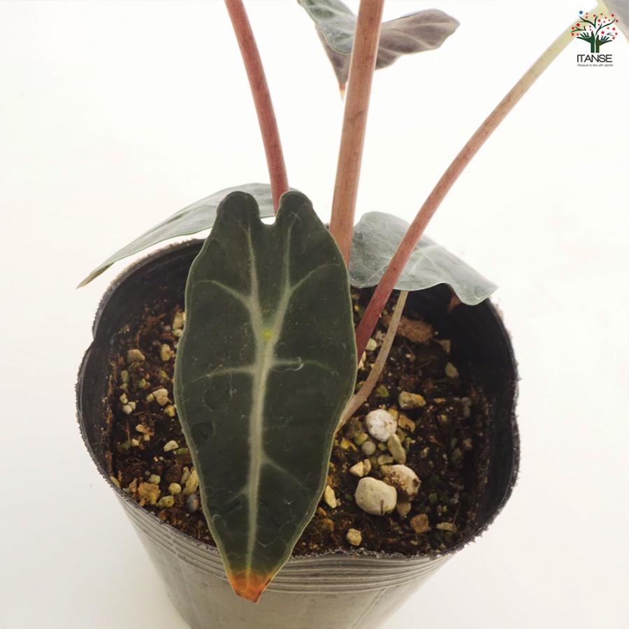 観葉植物 アロカシア アマゾニカ ポリー 4号/1個売り リビング
