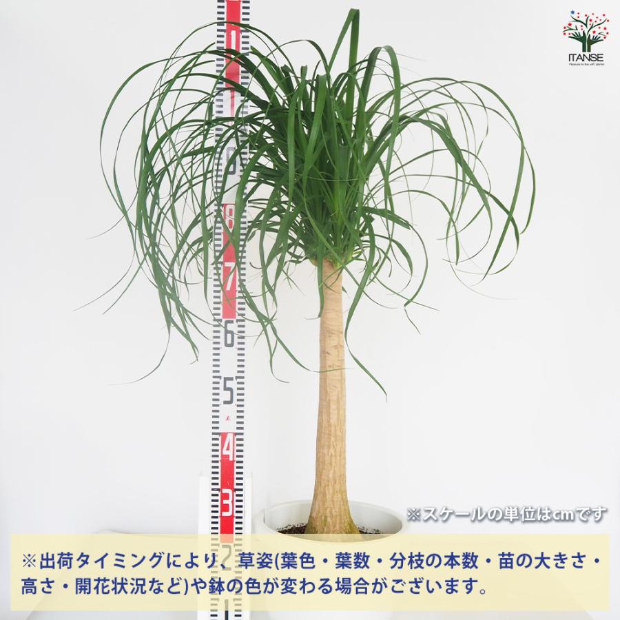 観葉植物 ポニーテール(トックリラン) 9号/1個売り リビング オフィス