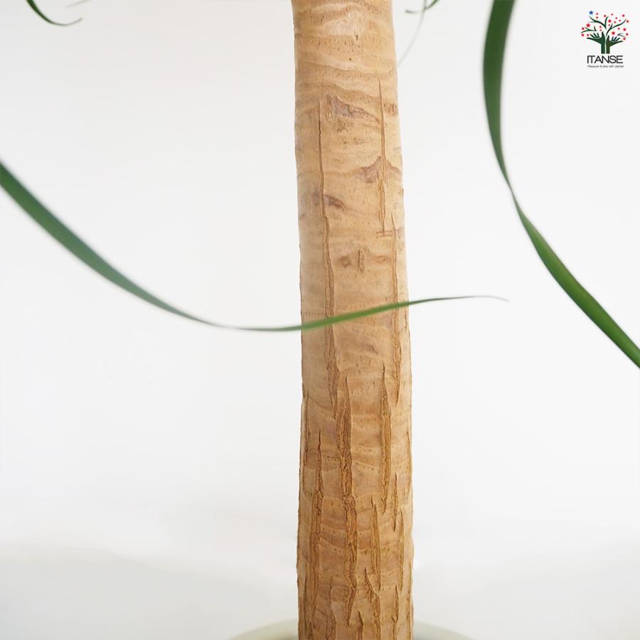 観葉植物 ポニーテール(トックリラン) 9号/1個売り リビング オフィス