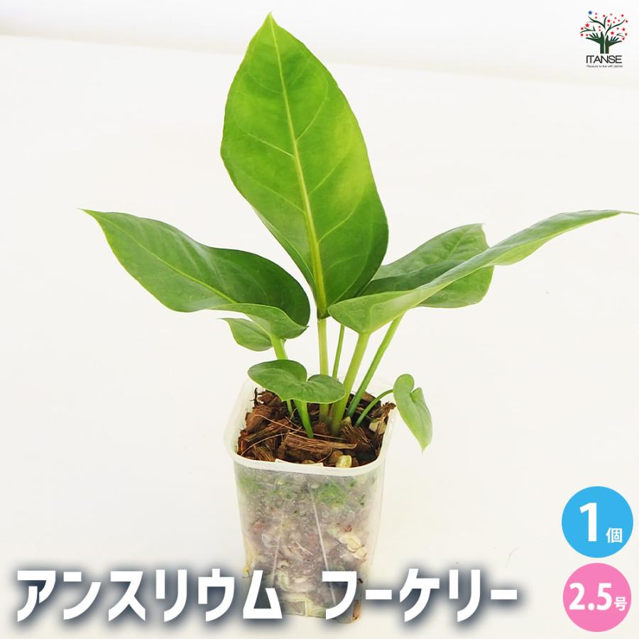 観葉植物 アンスリウム フーケリー 2.5号/1個売り リビング オフィス