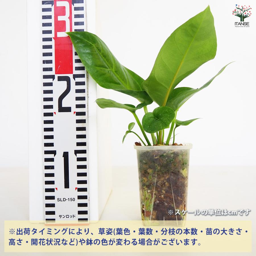 観葉植物 アンスリウム フーケリー 2.5号/1個売り リビング オフィス