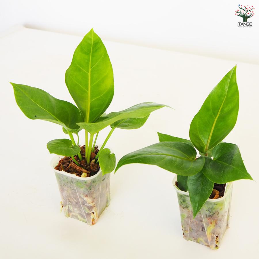 ⭐アンスリウム・フーケリー(特大) ⭐ 鉢下より約130㎝ 横幅約140