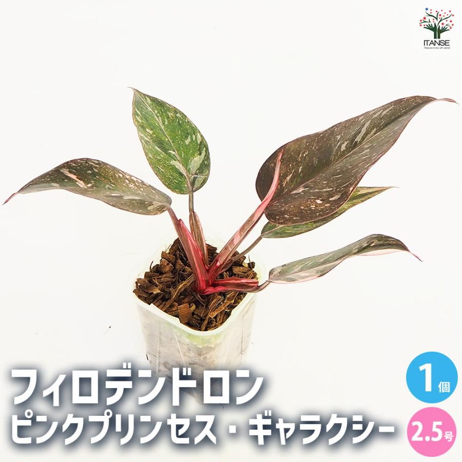 フィロデンドロン ピンクプリンセス ギャラクシー 観葉植物 2.5号/1個
