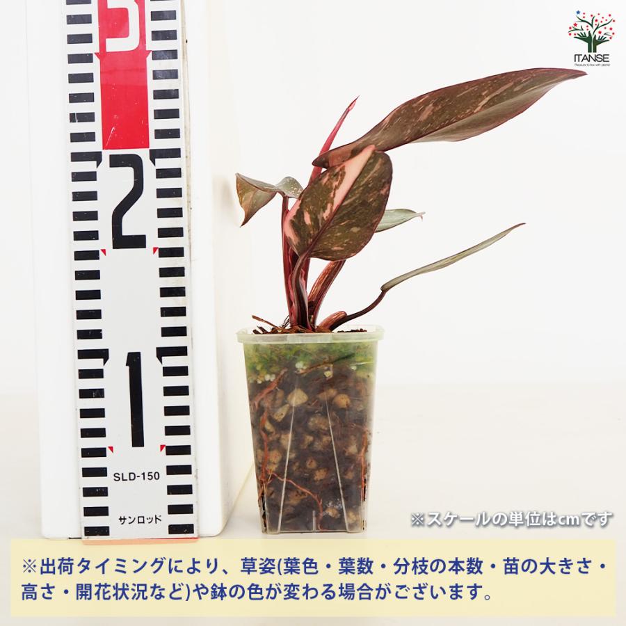 フィロデンドロン ピンクプリンセス ギャラクシー 観葉植物 2.5号/1個