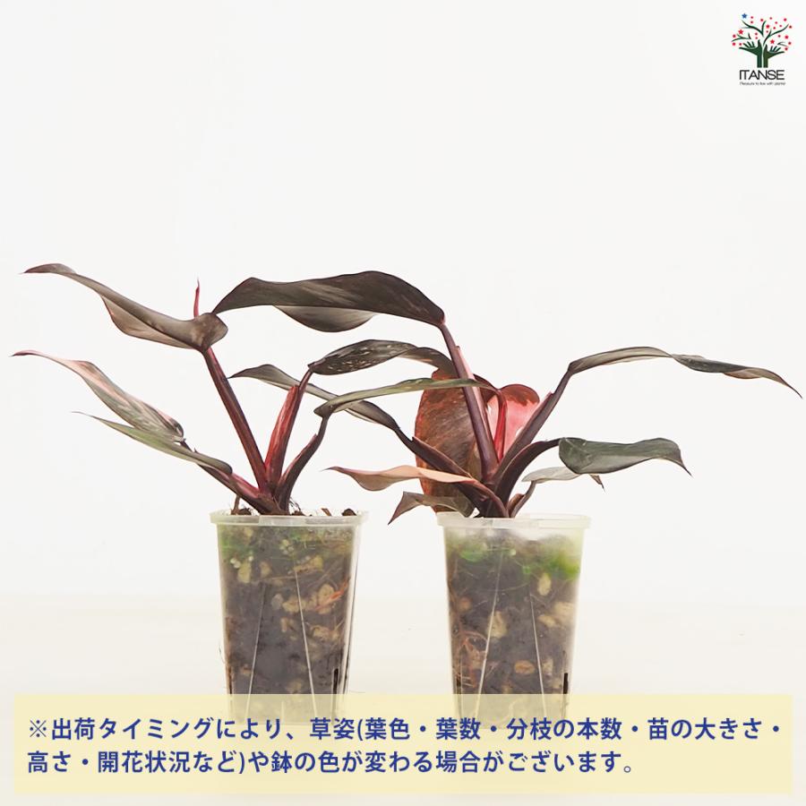 フィロデンドロン ピンクプリンセス ギャラクシー 観葉植物 2.5号/1個