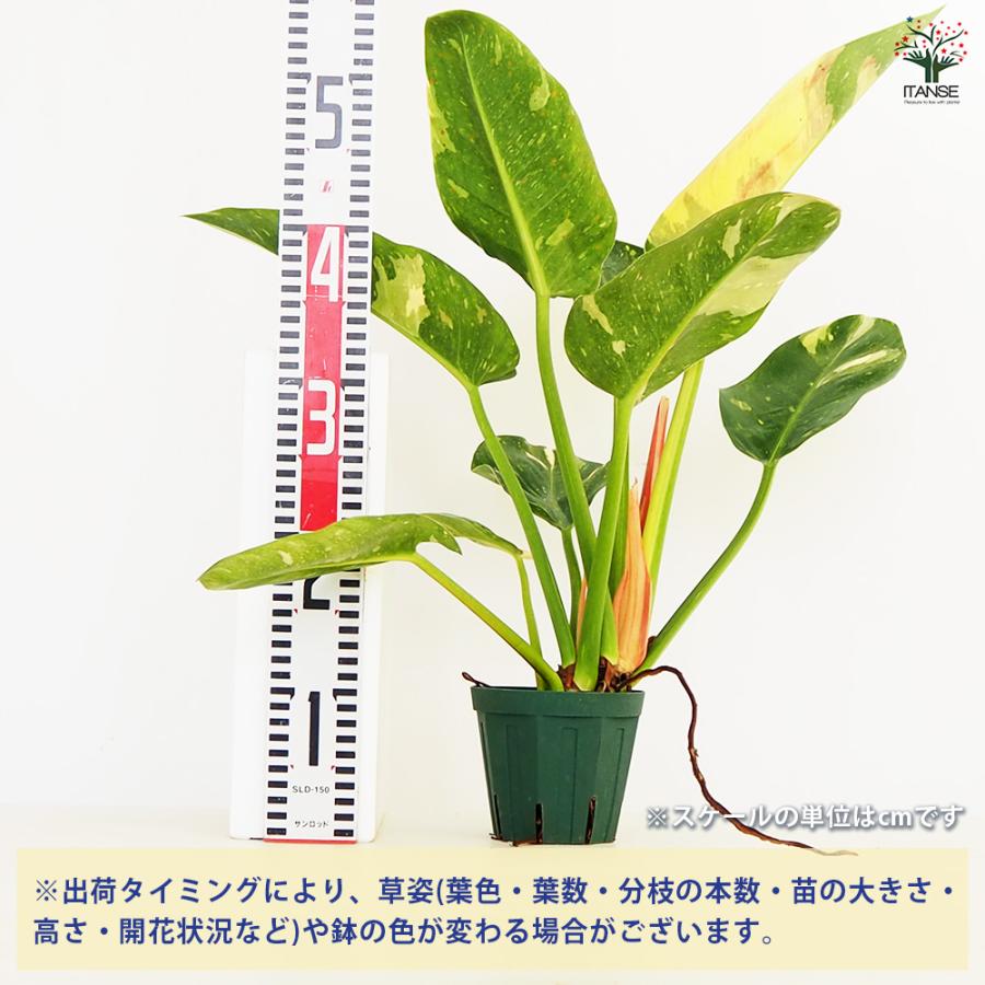ロジョコンゴフィロデンドロン　大型グリーン 現品お届け】フィロデンドロン グリーンコンゴ Philodendron Green