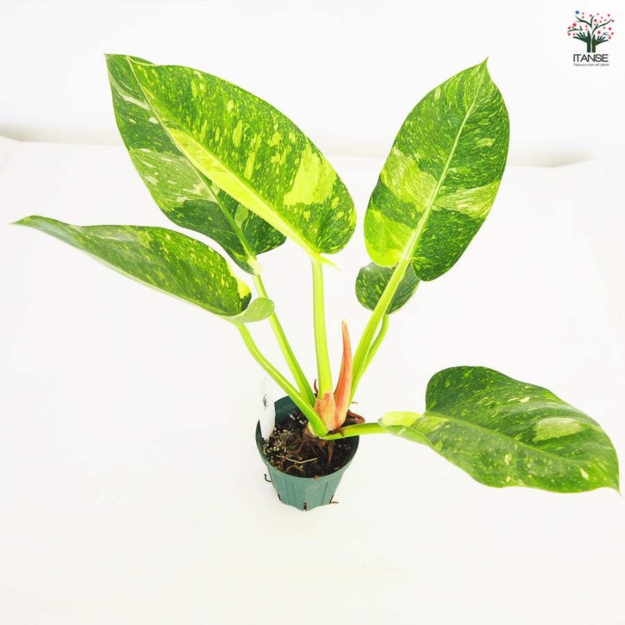 ロジョコンゴフィロデンドロン　大型グリーン 現品お届け】フィロデンドロン グリーンコンゴ Philodendron Green