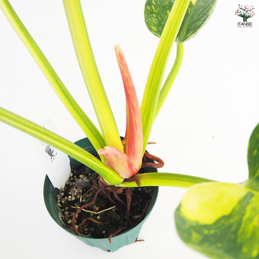 フィロデンドロン グリーンコンゴ 観葉植物 4号/1個売り フィロデン