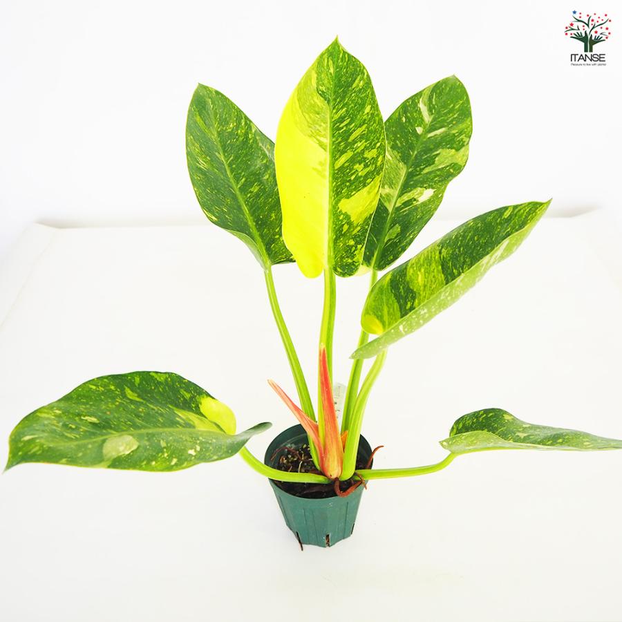 フィロデンドロン グリーンコンゴ 観葉植物 4号/1個売り フィロデン