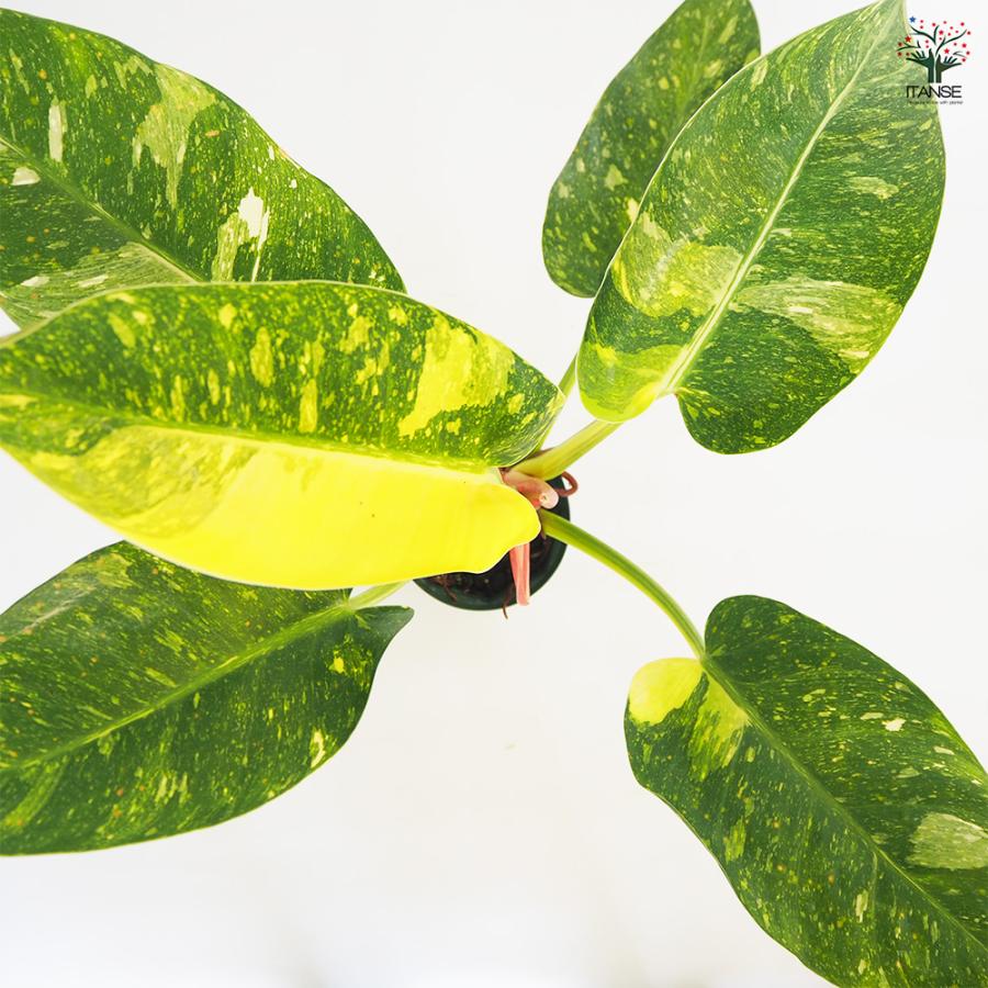 フィロデンドロン グリーンコンゴ 観葉植物 4号/1個売り フィロデン