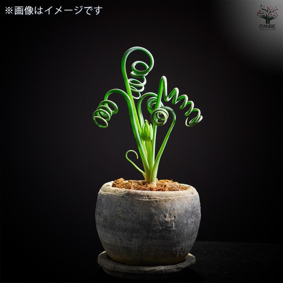 観葉植物 アルブカ スピラリス 4号/1個売り リビング オフィス 事務所