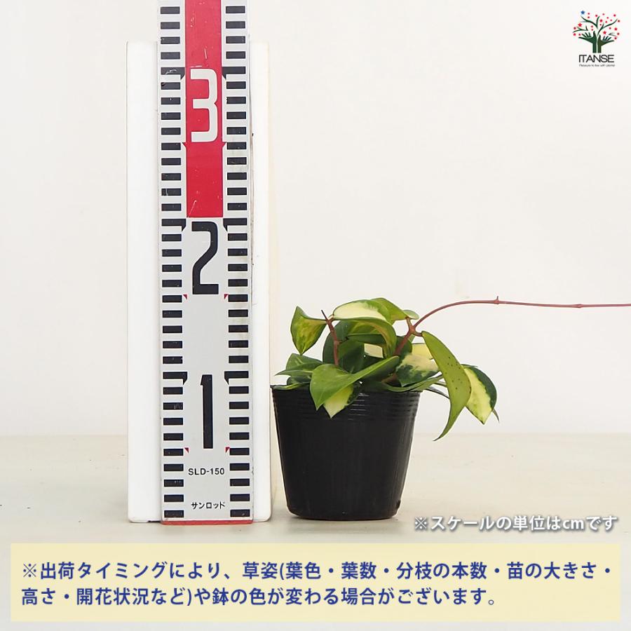 ホヤ (桜ラン) アクター 観葉植物 3.5号/1個売り 観葉 インテリア