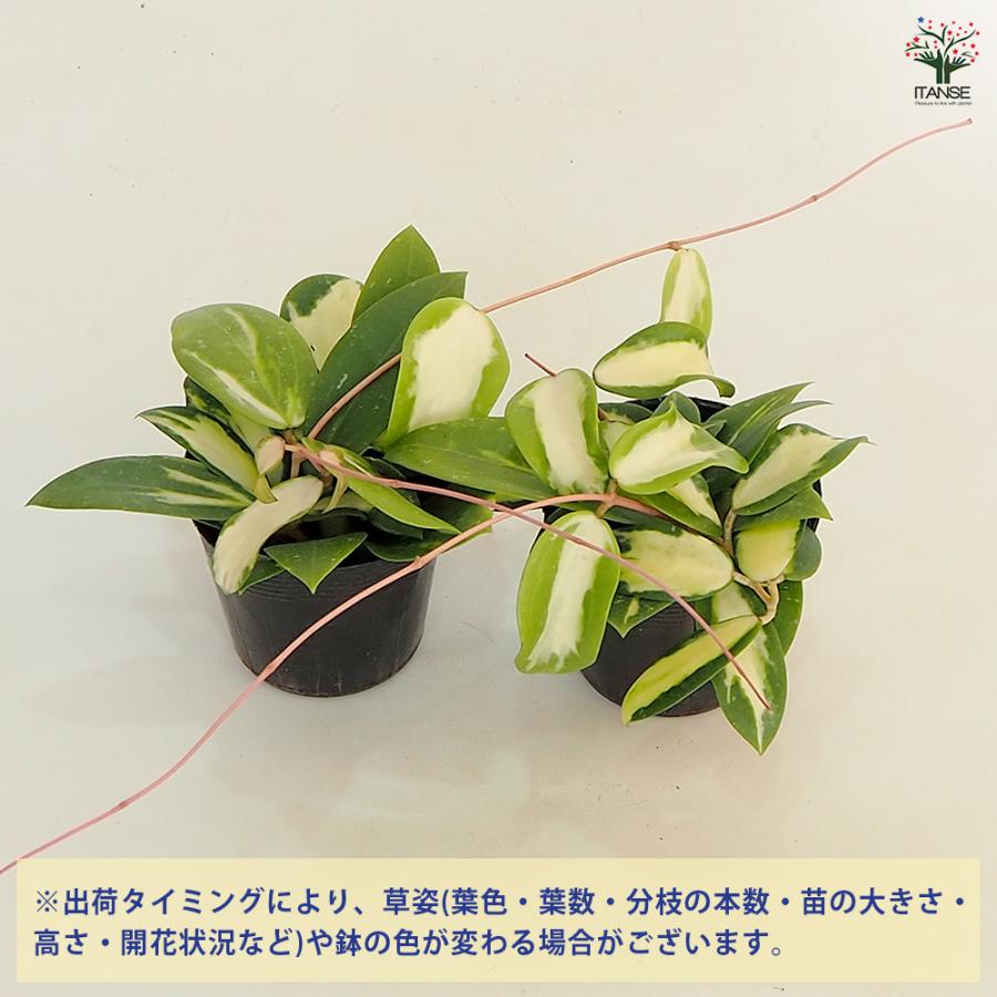 ホヤ (桜ラン) アクター 観葉植物 3.5号/1個売り 観葉 インテリア