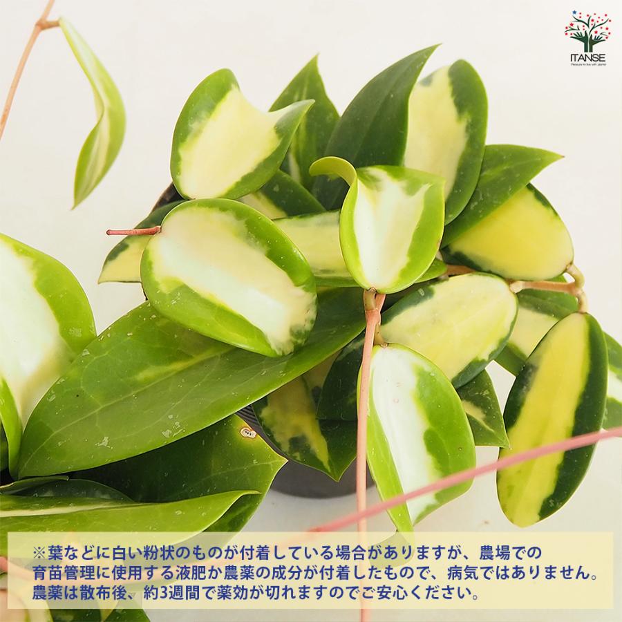 サクララン🌸 ホヤの新芽が真っ白すぎて めちゃくちゃかわいいーー