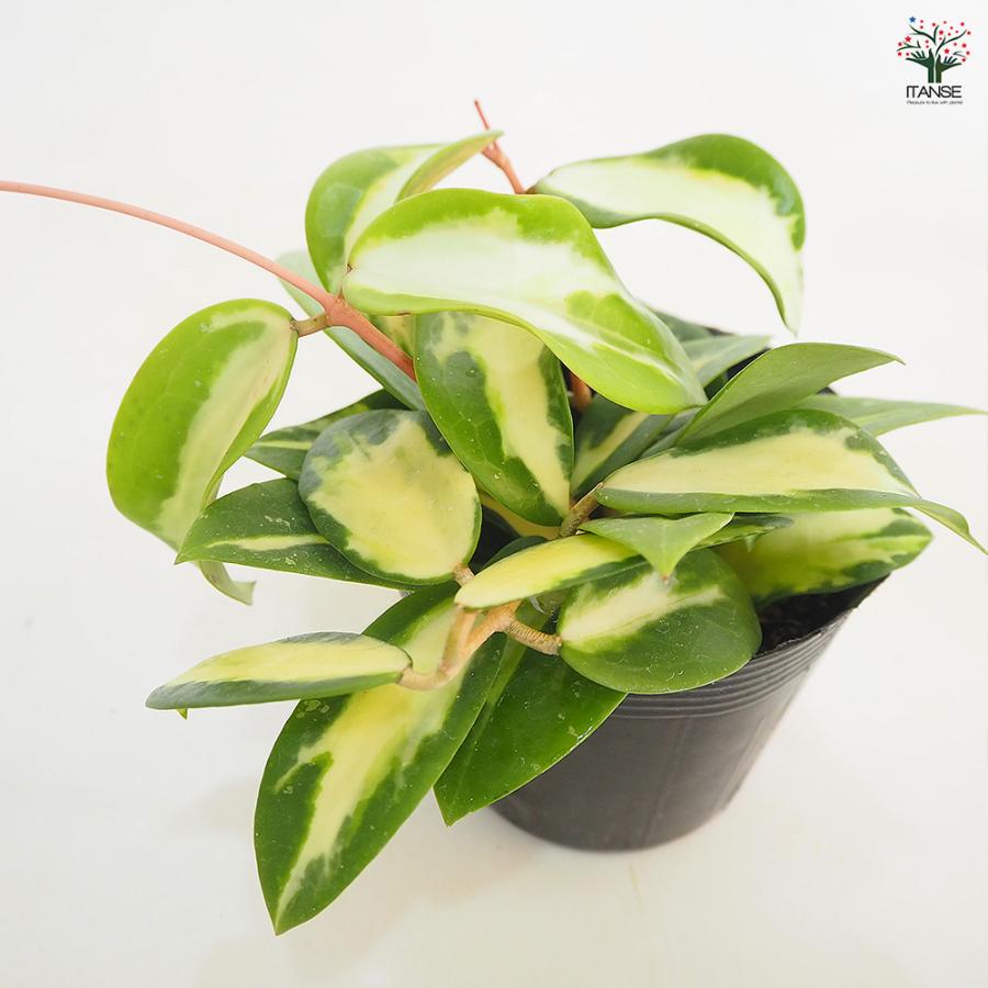ホヤ (桜ラン) アクター 観葉植物 3.5号/1個売り 観葉 インテリア
