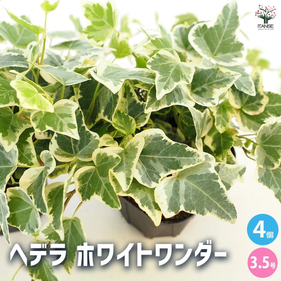 ヘデラ ホワイトワンダー 観葉植物 3.5号/お買い得4個セット カラー