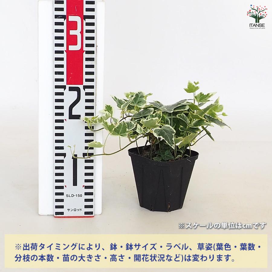 ヘデラ ホワイトワンダー 観葉植物 3.5号/お買い得4個セット カラー