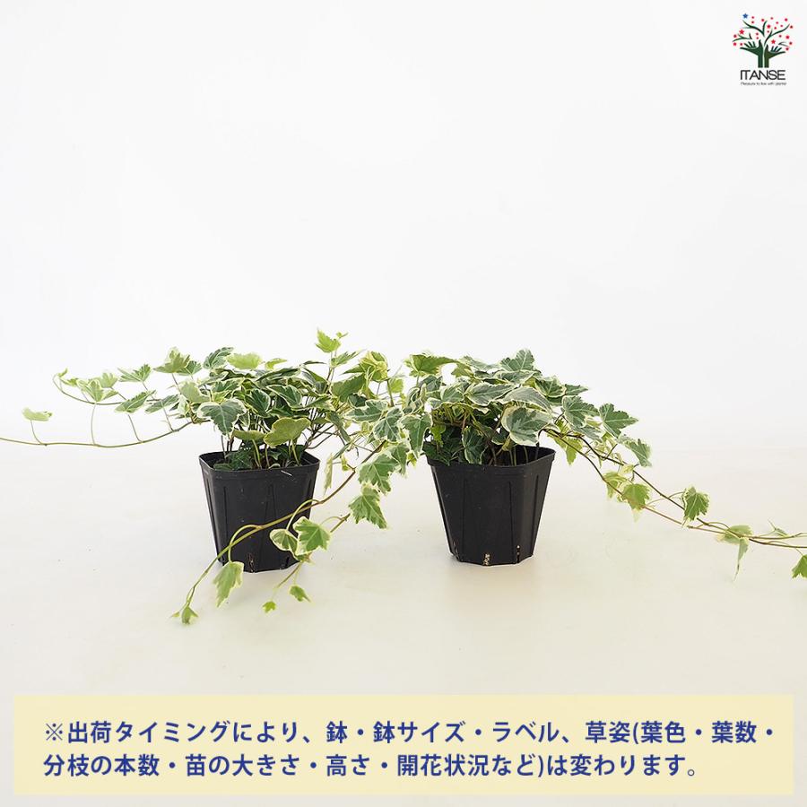 ヘデラ ホワイトワンダー 観葉植物 3.5号/お買い得4個セット カラー