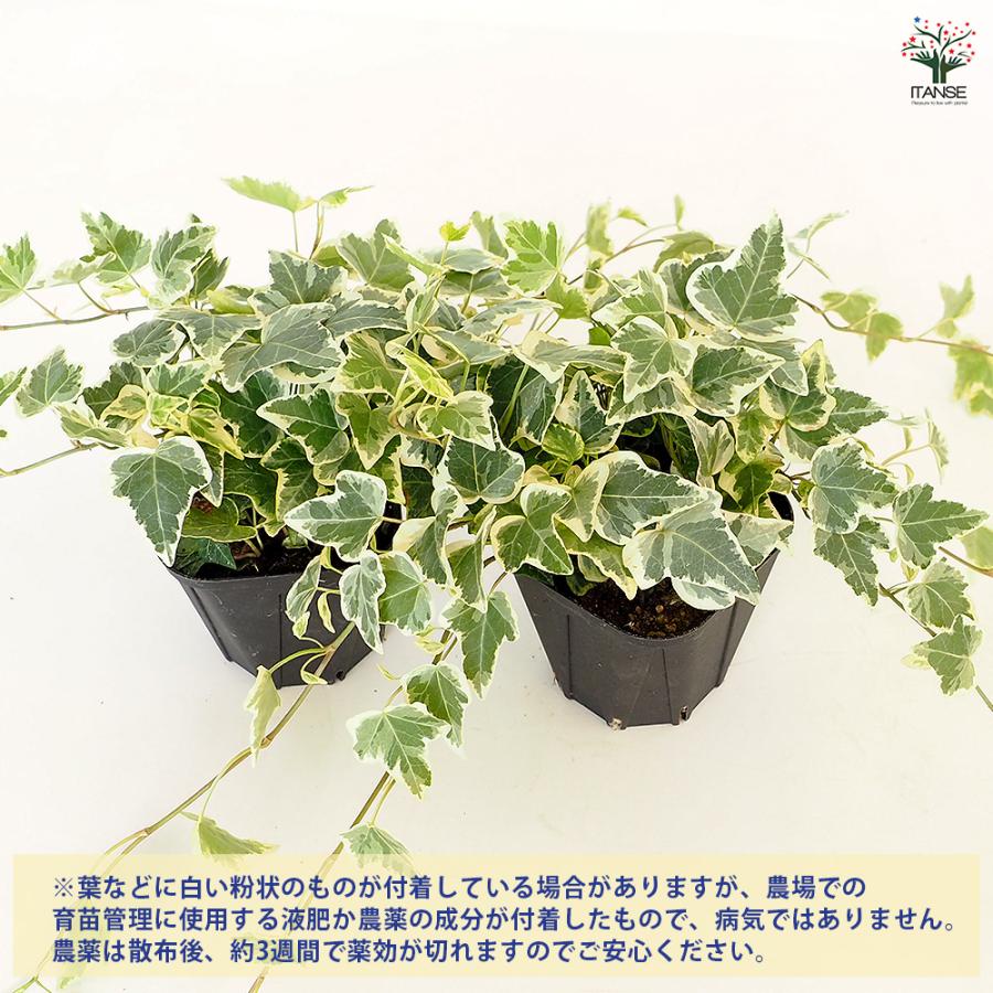 ヘデラ ホワイトワンダー 観葉植物 3.5号/お買い得4個セット カラー