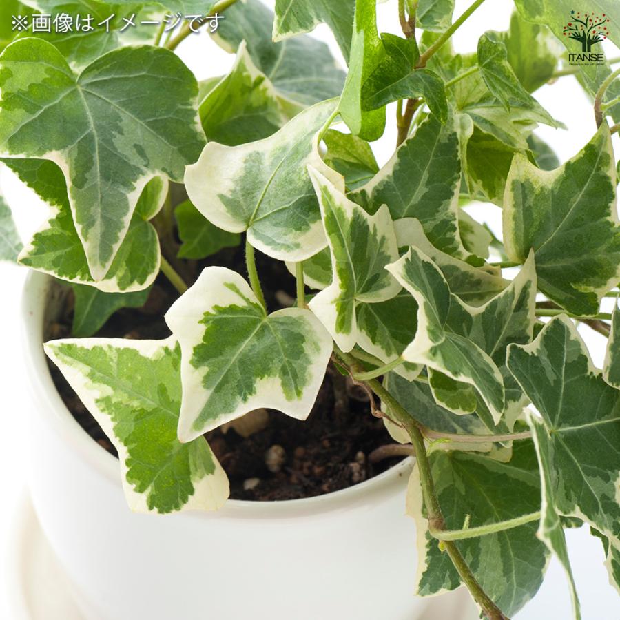 ヘデラ ホワイトワンダー 観葉植物 3.5号/お買い得4個セット カラー