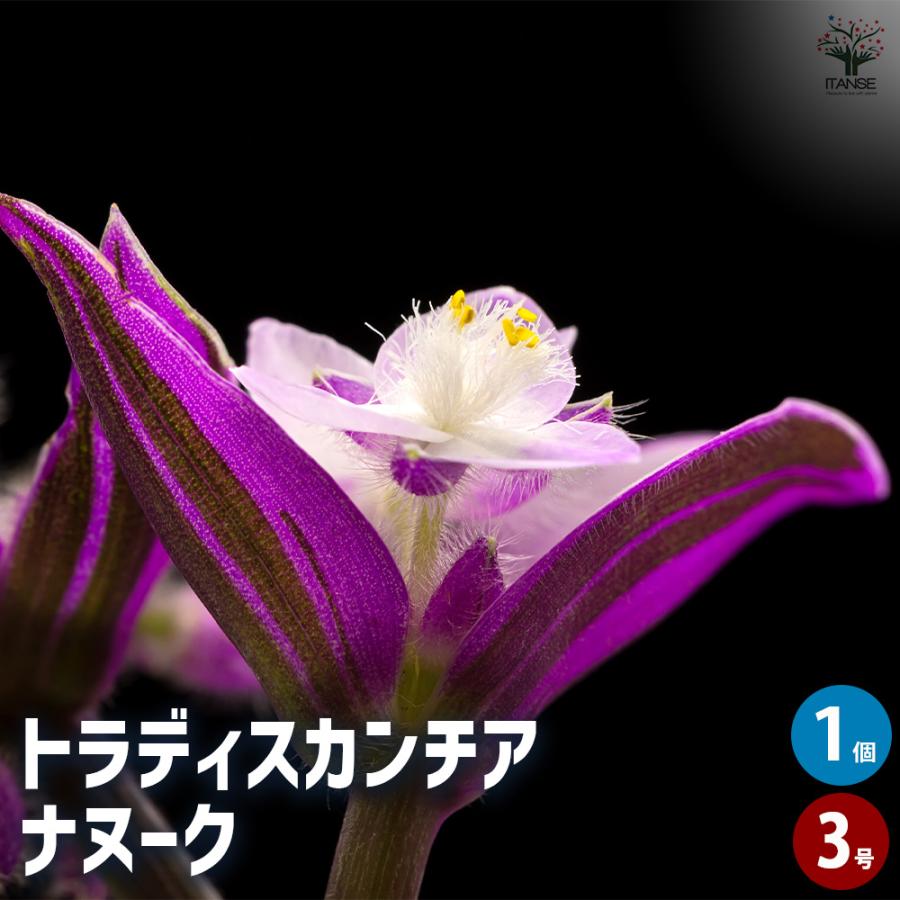 観葉植物 トラディスカンチア ナヌーク 3号/1個売り リビング オフィス 