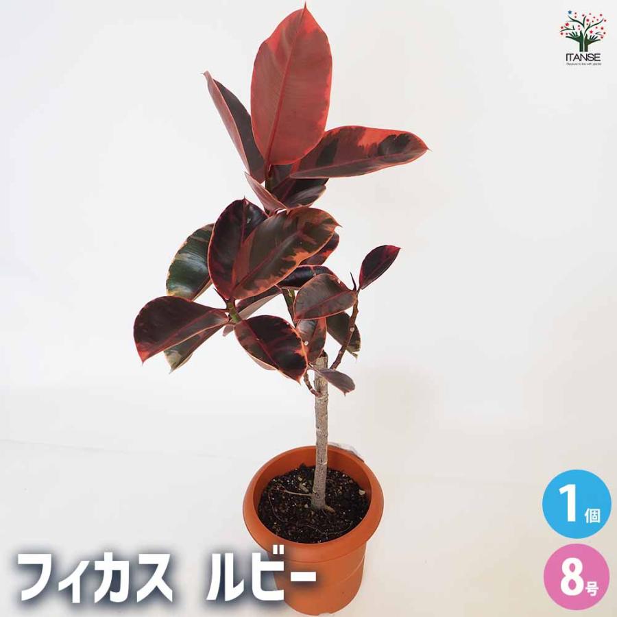 フィカス ルビー 観葉植物 8号/1個売り リビング オフィス 事務所