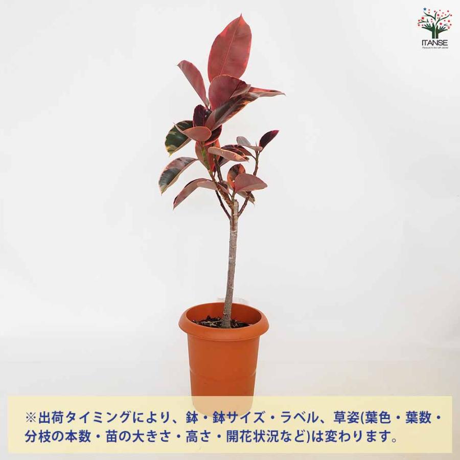 フィカス ルビー 観葉植物 8号/1個売り リビング オフィス 事務所