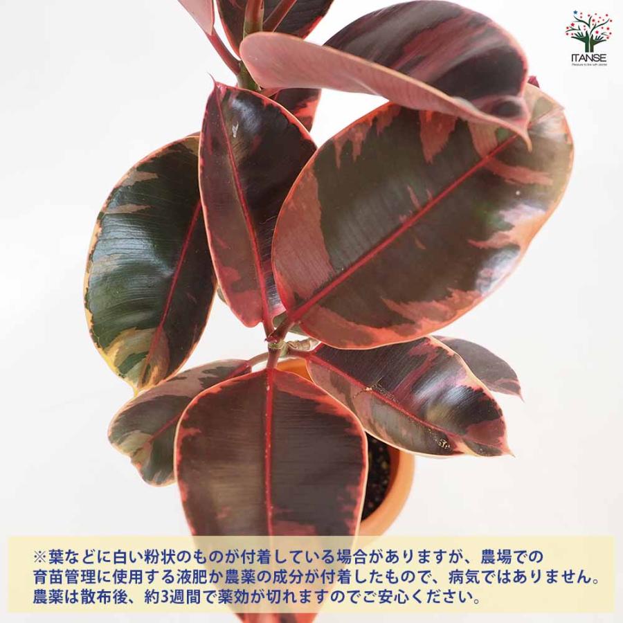 フィカス ルビー 観葉植物 8号/1個売り リビング オフィス 事務所