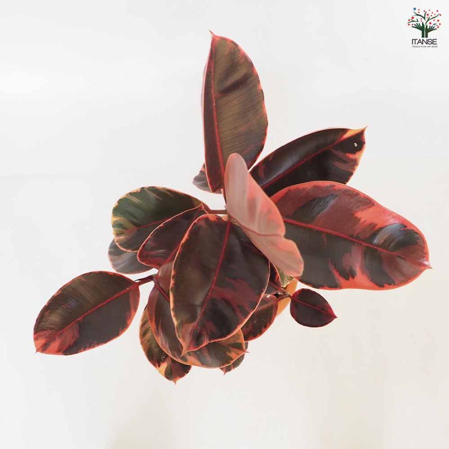 フィカス ルビー 観葉植物 8号/1個売り リビング オフィス 事務所