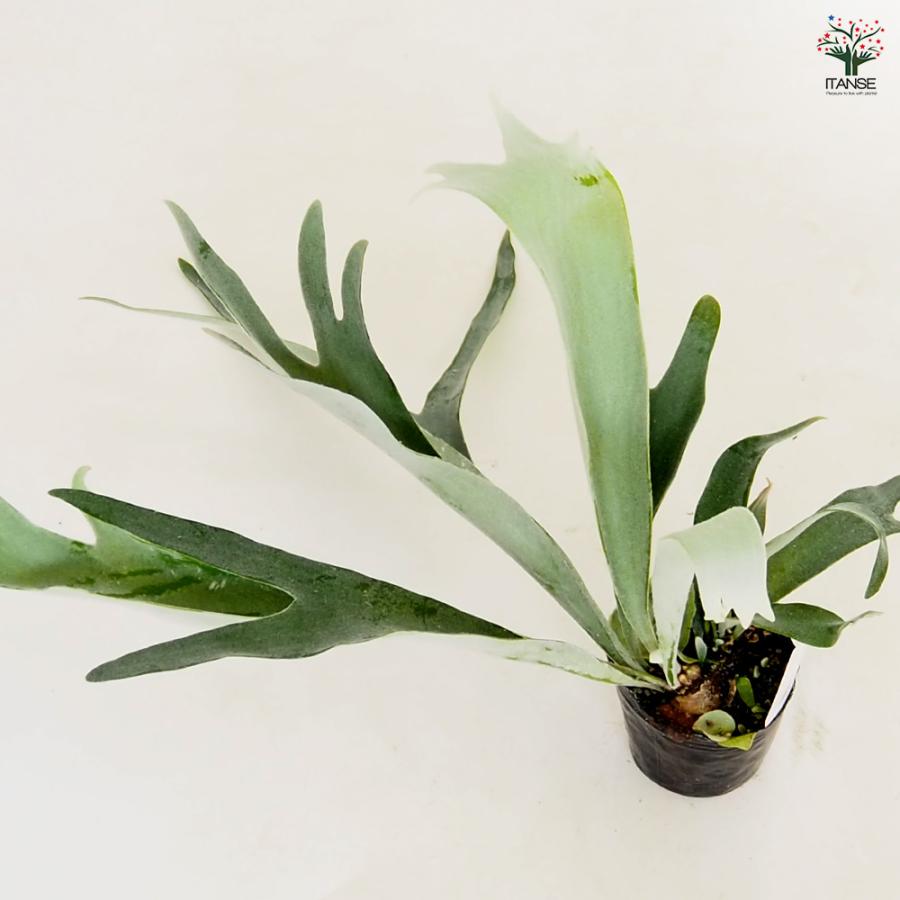 コウモリラン ベイチー 観葉植物 3号/1個売り Platycerium ビカクシダ